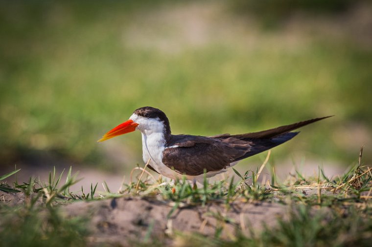 056 Botswana, Chobe NP, afrikaanse scharrelaar.jpg